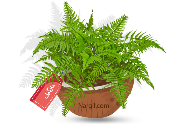  Nargil - Silver Lady